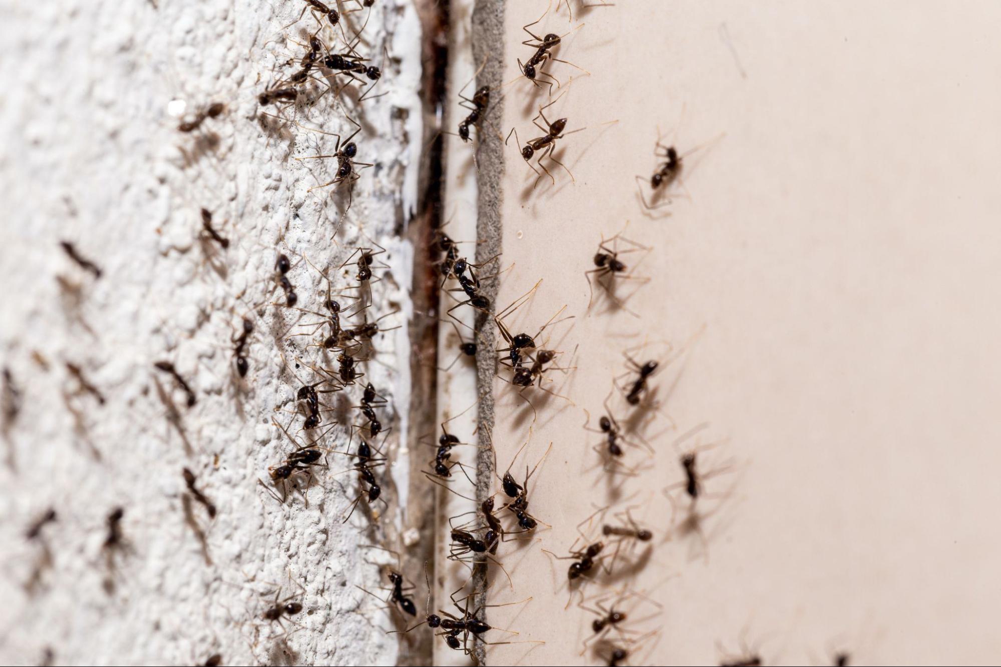 Ant Control Services